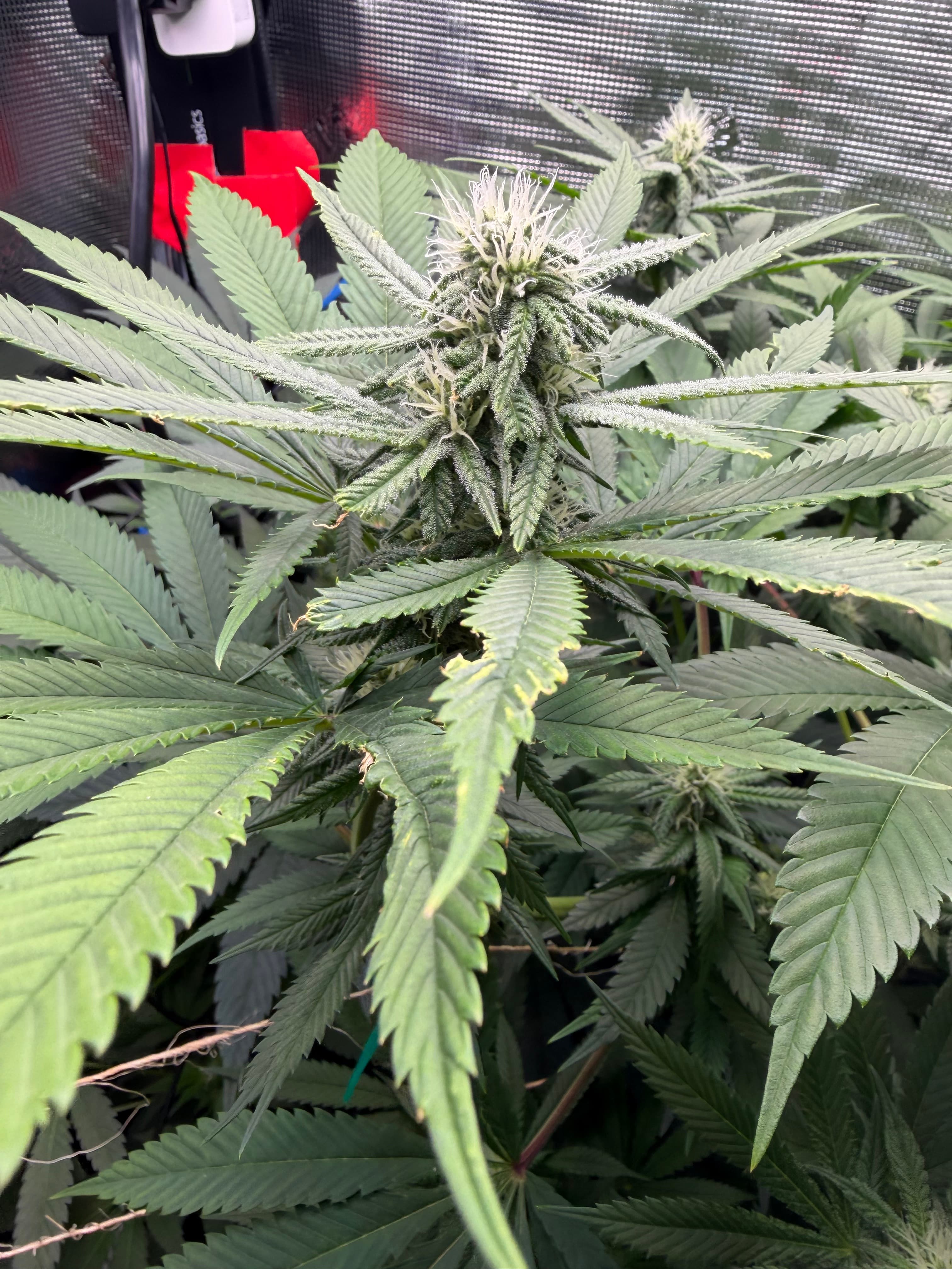 Flowering canopy photo inside grow tent